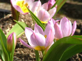 Tulipa bakeri 'Lilac Wonder'  bestellen